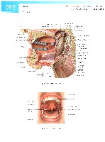 Sobotta Atlas of Human Anatomy  Head,Neck,Upper Limb Volume1 2006, page 99